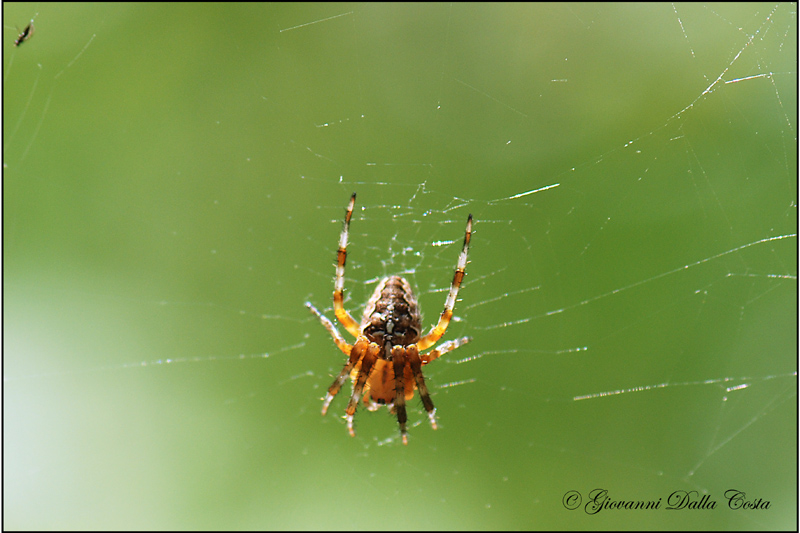 Araneus diadematus